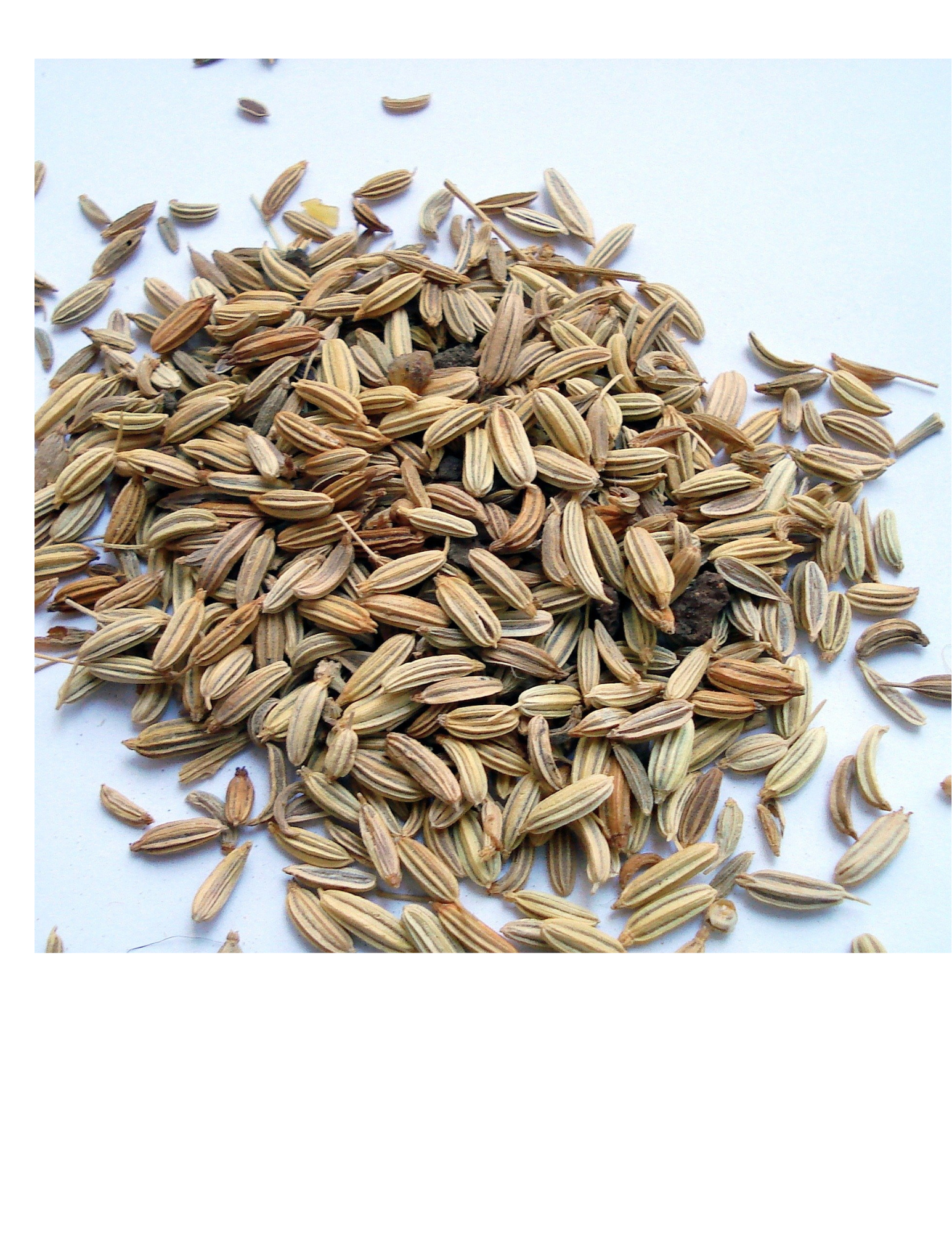 Fennel Seeds
